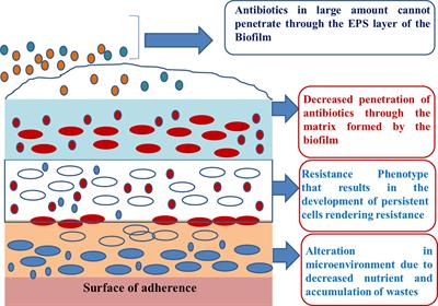 Amylases: Biofilm Inducer or Biofilm Inhibitor?